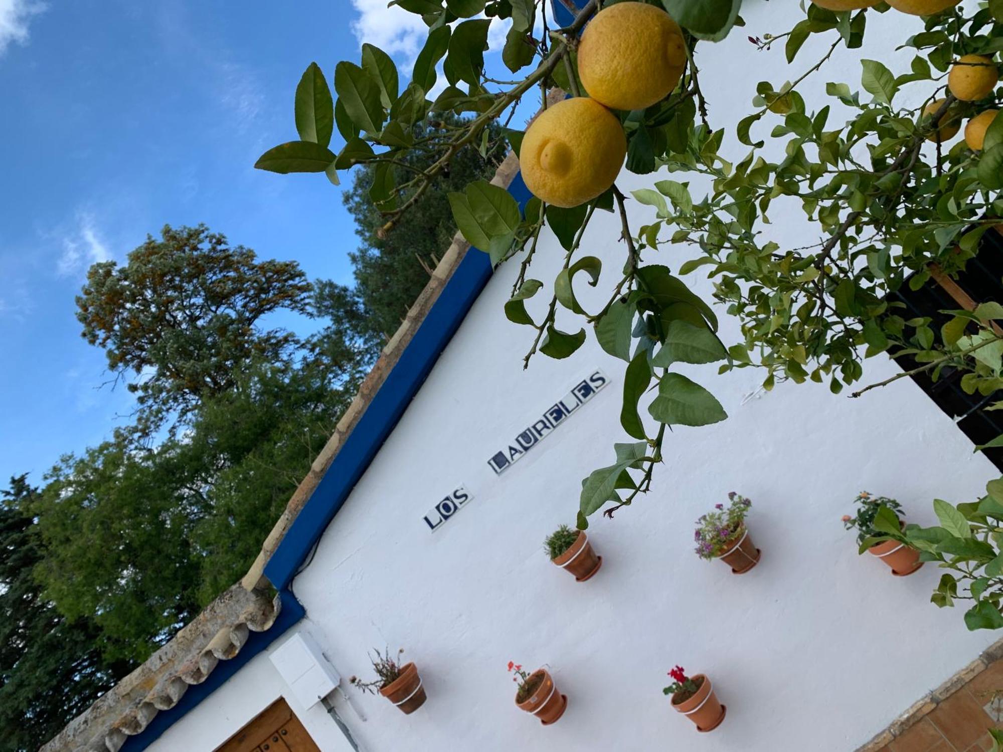 Casa Los Laureles Пилас Экстерьер фото